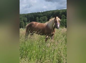 American Quarter Horse, Giumenta, 4 Anni, 148 cm, Sauro scuro