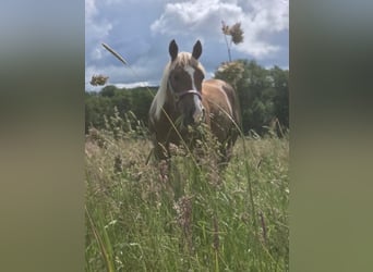 American Quarter Horse, Giumenta, 4 Anni, 148 cm, Sauro scuro
