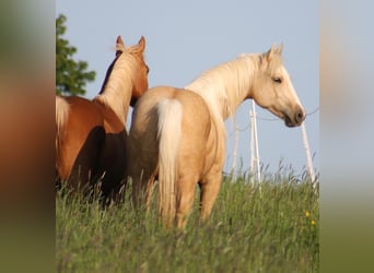 American Quarter Horse, Giumenta, 4 Anni, 149 cm, Palomino