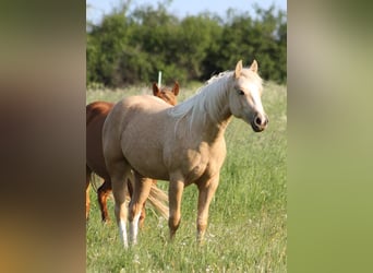 American Quarter Horse, Giumenta, 4 Anni, 149 cm, Palomino