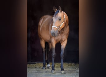 American Quarter Horse, Giumenta, 4 Anni, 149 cm, Pelle di daino