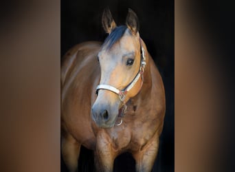 American Quarter Horse, Giumenta, 4 Anni, 149 cm, Pelle di daino