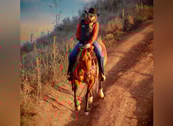 American Quarter Horse, Giumenta, 4 Anni, 150 cm, Baio ciliegia