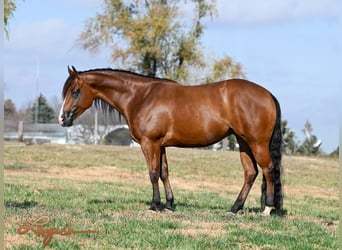 American Quarter Horse, Giumenta, 4 Anni, 150 cm, Baio ciliegia