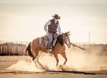 American Quarter Horse, Giumenta, 4 Anni, 150 cm, Baio ciliegia