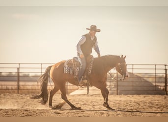 American Quarter Horse, Giumenta, 4 Anni, 150 cm, Baio ciliegia