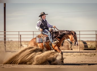 American Quarter Horse, Giumenta, 4 Anni, 150 cm, Baio ciliegia