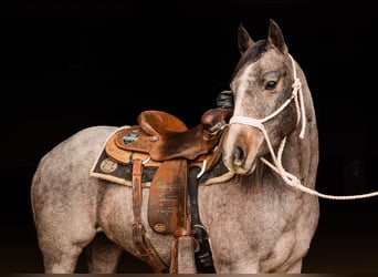 American Quarter Horse, Giumenta, 4 Anni, 150 cm, Baio roano