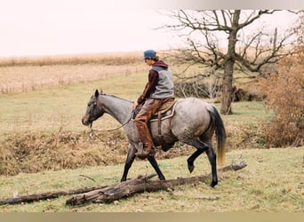 American Quarter Horse, Giumenta, 4 Anni, 150 cm, Baio roano