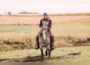 American Quarter Horse, Giumenta, 4 Anni, 150 cm, Baio roano
