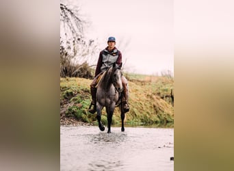 American Quarter Horse, Giumenta, 4 Anni, 150 cm, Baio roano
