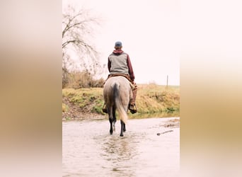 American Quarter Horse, Giumenta, 4 Anni, 150 cm, Baio roano
