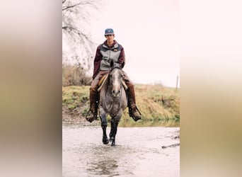 American Quarter Horse, Giumenta, 4 Anni, 150 cm, Baio roano