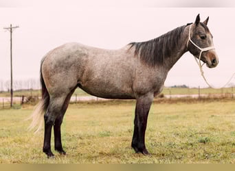 American Quarter Horse, Giumenta, 4 Anni, 150 cm, Baio roano