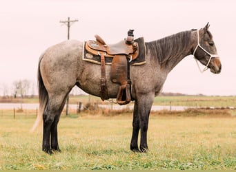 American Quarter Horse, Giumenta, 4 Anni, 150 cm, Baio roano