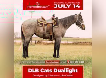 American Quarter Horse, Giumenta, 4 Anni, 150 cm, Baio roano