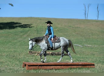 American Quarter Horse, Giumenta, 4 Anni, 150 cm, Grigio