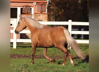 American Quarter Horse Mix, Giumenta, 4 Anni, 150 cm, Palomino