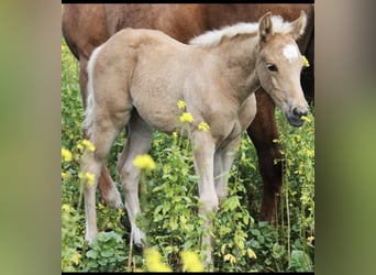 American Quarter Horse Mix, Giumenta, 4 Anni, 150 cm, Palomino