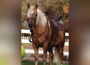 American Quarter Horse Mix, Giumenta, 4 Anni, 150 cm, Palomino