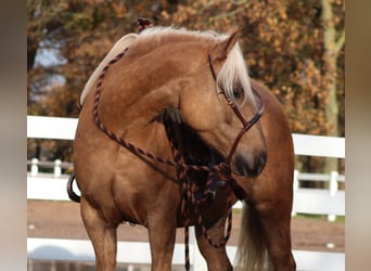 American Quarter Horse Mix, Giumenta, 4 Anni, 150 cm, Palomino