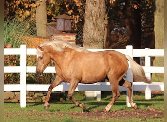 American Quarter Horse Mix, Giumenta, 4 Anni, 150 cm, Palomino