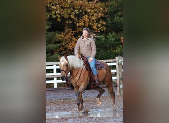 American Quarter Horse Mix, Giumenta, 4 Anni, 150 cm, Palomino