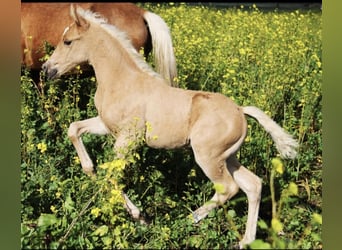 American Quarter Horse Mix, Giumenta, 4 Anni, 150 cm, Palomino