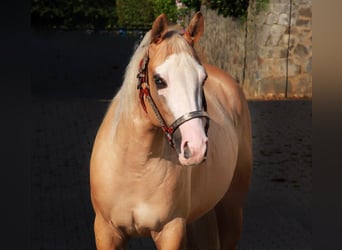 American Quarter Horse, Giumenta, 4 Anni, 150 cm, Palomino