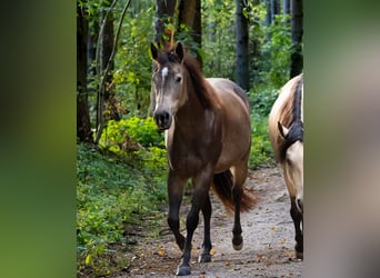 American Quarter Horse, Giumenta, 4 Anni, 150 cm, Pelle di daino
