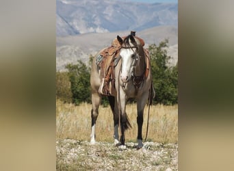 American Quarter Horse, Giumenta, 4 Anni, 150 cm, Pelle di daino