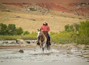 American Quarter Horse, Giumenta, 4 Anni, 150 cm, Pelle di daino