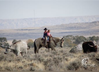 American Quarter Horse, Giumenta, 4 Anni, 150 cm, Pelle di daino