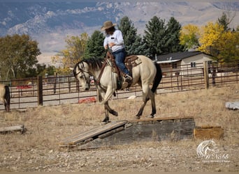 American Quarter Horse, Giumenta, 4 Anni, 150 cm, Pelle di daino