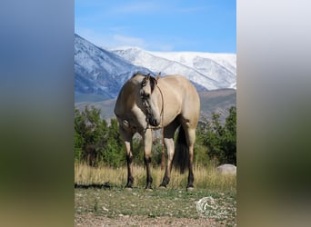 American Quarter Horse, Giumenta, 4 Anni, 150 cm, Pelle di daino