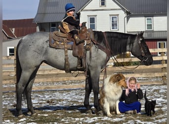 American Quarter Horse, Giumenta, 4 Anni, 150 cm, Roano blu