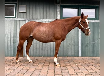 American Quarter Horse, Giumenta, 4 Anni, 150 cm, Roano rosso