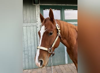 American Quarter Horse, Giumenta, 4 Anni, 150 cm, Roano rosso