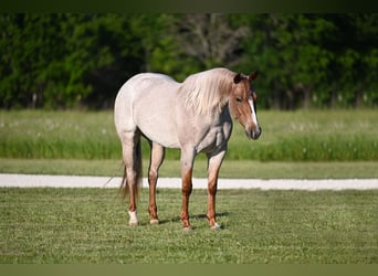American Quarter Horse, Giumenta, 4 Anni, 150 cm, Roano rosso