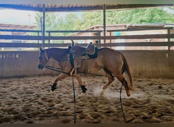American Quarter Horse, Giumenta, 4 Anni, 150 cm, Sauro