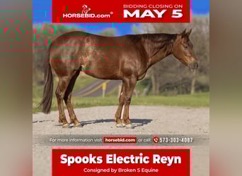 American Quarter Horse, Giumenta, 4 Anni, 150 cm, Sauro ciliegia