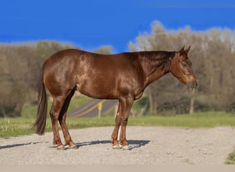 American Quarter Horse, Giumenta, 4 Anni, 150 cm, Sauro ciliegia