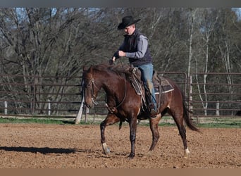 American Quarter Horse, Giumenta, 4 Anni, 150 cm, Sauro ciliegia