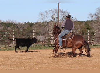 American Quarter Horse, Giumenta, 4 Anni, 150 cm, Sauro ciliegia