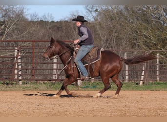 American Quarter Horse, Giumenta, 4 Anni, 150 cm, Sauro ciliegia