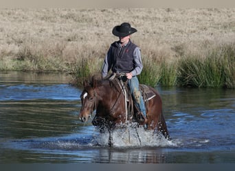 American Quarter Horse, Giumenta, 4 Anni, 150 cm, Sauro ciliegia