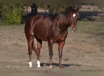 American Quarter Horse, Giumenta, 4 Anni, 150 cm, Sauro ciliegia