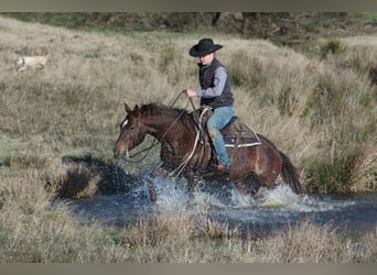 American Quarter Horse, Giumenta, 4 Anni, 150 cm, Sauro ciliegia