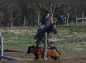 American Quarter Horse, Giumenta, 4 Anni, 150 cm, Sauro ciliegia