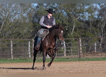 American Quarter Horse, Giumenta, 4 Anni, 150 cm, Sauro ciliegia